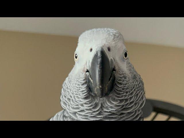 Funny African grey compilation