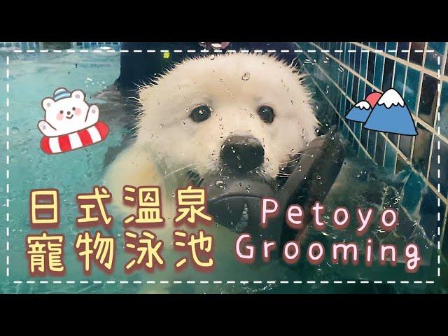 香港狗泳池｜日式溫泉寵物泳池｜Petoyo Grooming｜西摩犬Tako ｜@big_dog_channel