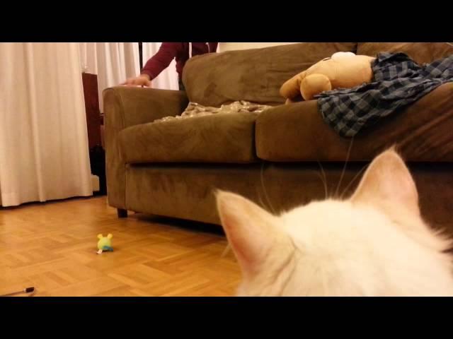 Ryan plays with Ryuka!