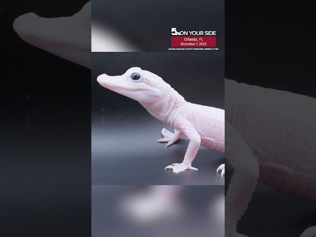 Leucistic white alligator born at Gatorland in Orlando; beyond rare reptile 1 of 8 in the world