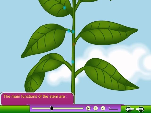 School Book Sample – Science: About Plants