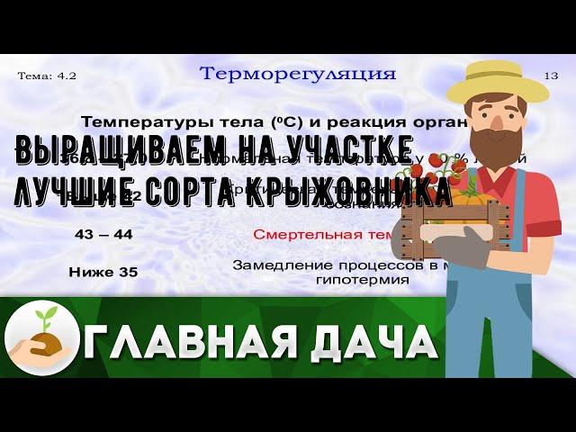 Выращиваем на участке лучшие сорта крыжовника