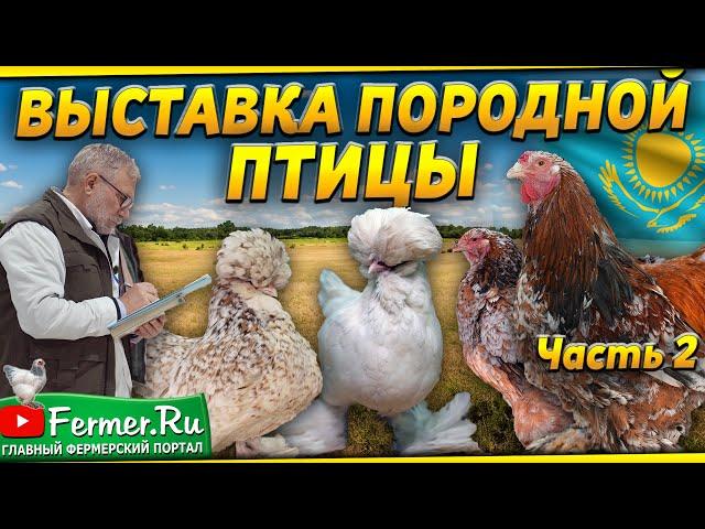 Вот это красота! Кохинхин|султанки|бентамки|ко шамо|серама. Разные породы кур. Мнение судьи по курам