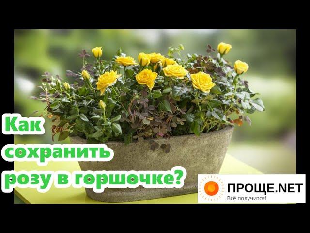 Почему гибнут розы Кордана из горшочков? Как сохранить и размножить