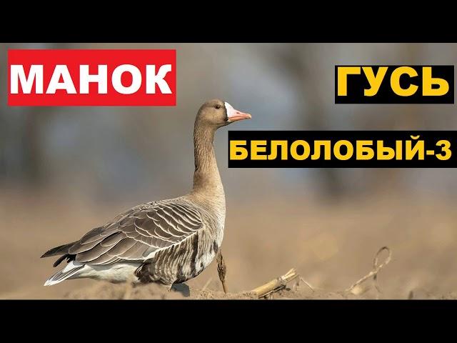 ГОЛОС (МАНОК) ГУСЬ БЕЛОЛОБЫЙ 3