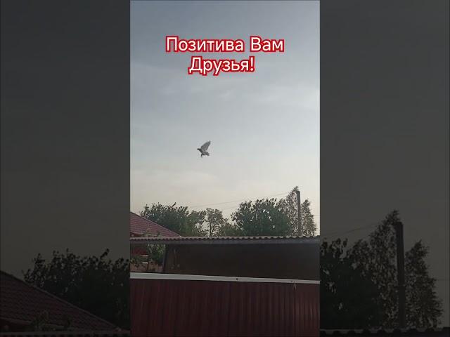 Позитива Вам #pigeon #голуби #kabootar #kabutar #tauben #birds #pigeonlover #любовьиголуби #птицы
