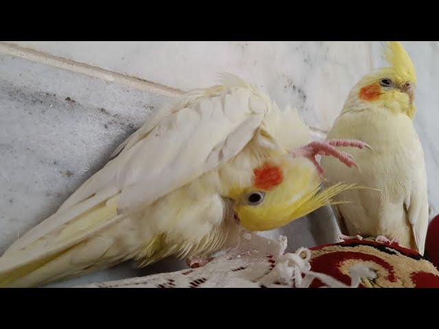 Curious Cockatiels : Exploring a New World 