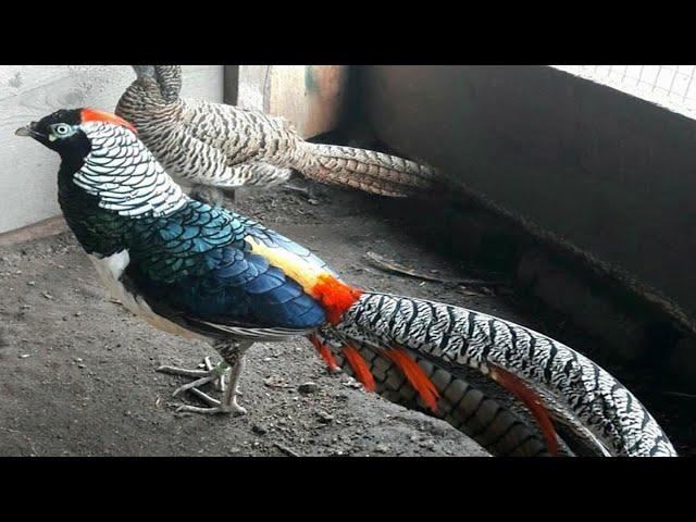 EXOTIC BIRDS PHEASANT - КРЮЧОК - ПТИЦА ХОККО - ПАВЛИН - ПОЛОСАТЫЙ ГУС И ГОЛУБИ