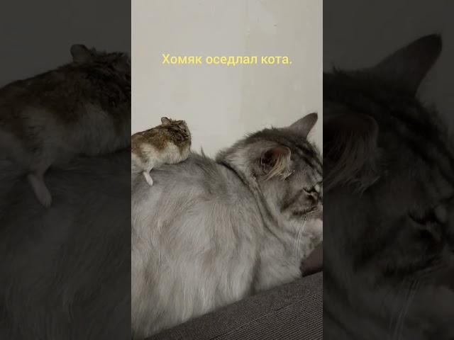 хомяк на коте