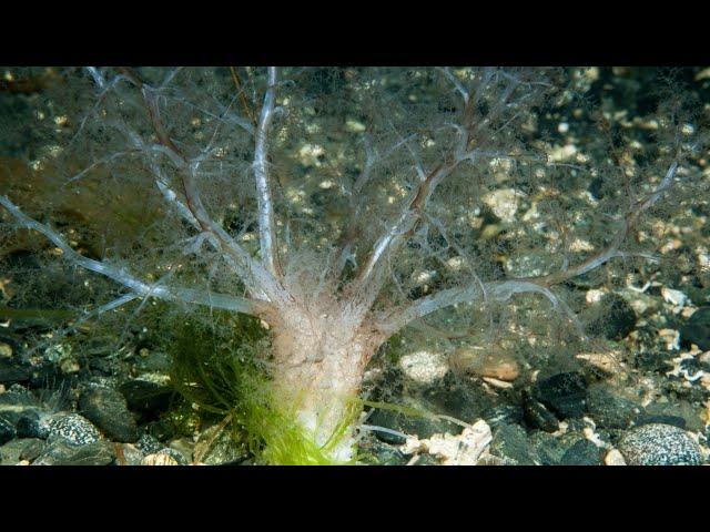 Facts: The Gravel Sea Cucumber