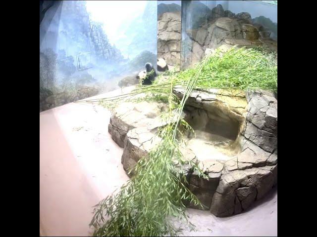 Panda Mom Playing With Cub Throwback 大熊猫母子 241208