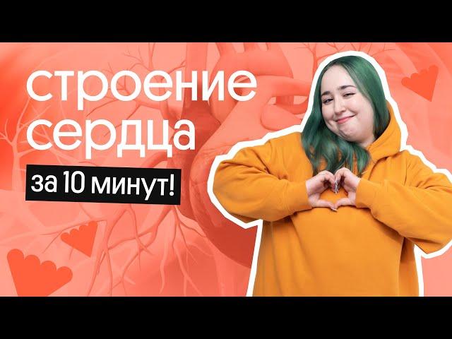 СТРОЕНИЕ СЕРДЦА ЗА 10 МИНУТ! | ОГЭ по БИОЛОГИИ 2023