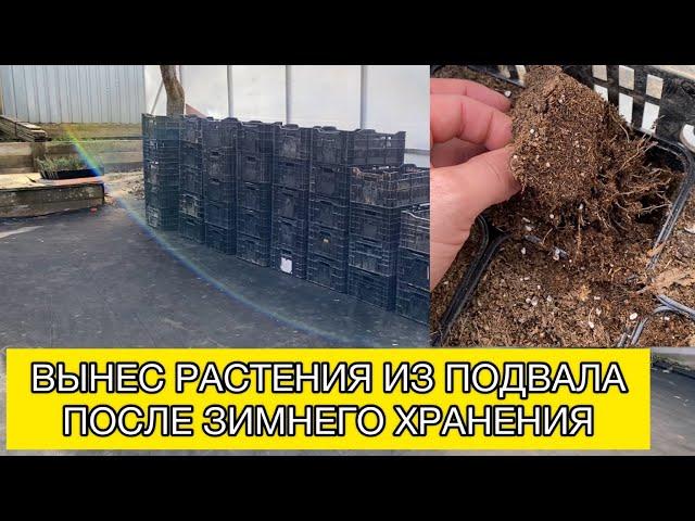 Вынес растения из подвала после зимнего хранения | САДОВЫЕ ДЕЛА #растения #черенки #сад #теплица