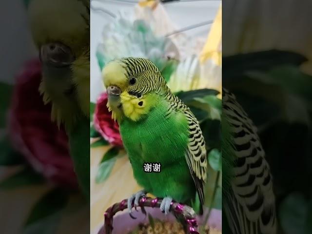 #潮流生活优等生#年轻人养宠图鉴 #cutebirds #parrot