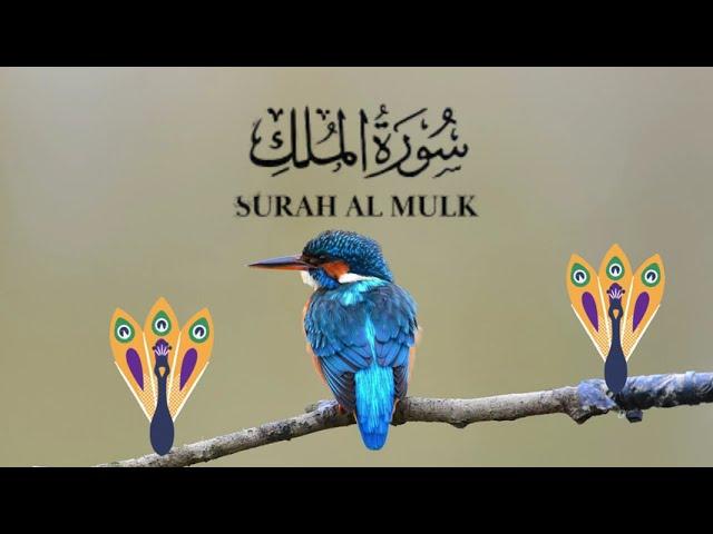 Surah Al Mulk (سورة الملك) | Qari Zain Ul Abdeen | Soothing Talawat for Sleep | Episode 5 #talawat