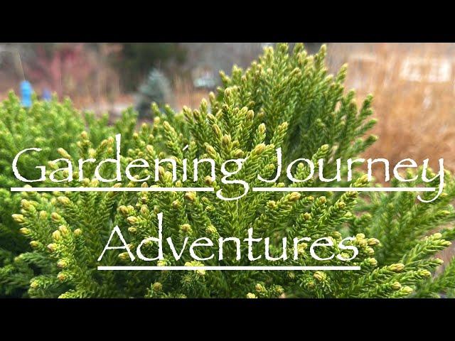 Evergreen Planting, Greenhouse Clean Up, Holly Mysteries Ep28// Garden Anthropology