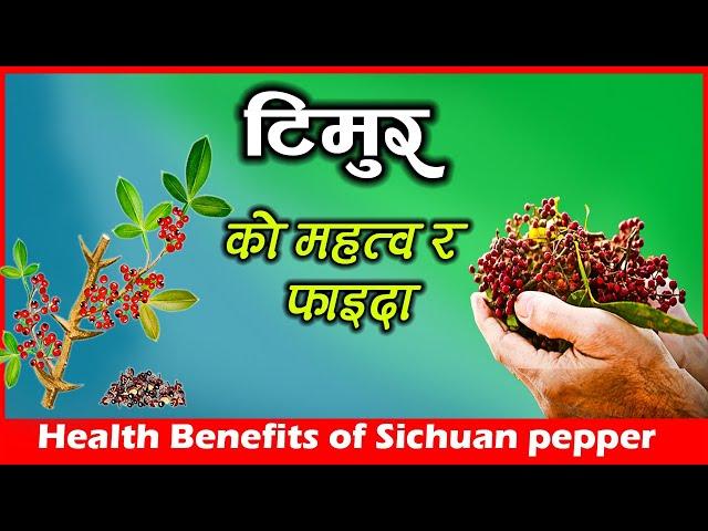 टिमुर ( Sichuan pepper ) को महत्व र फाइदा | Nepali Timur ko faida | Nepali pepper | Naya Health