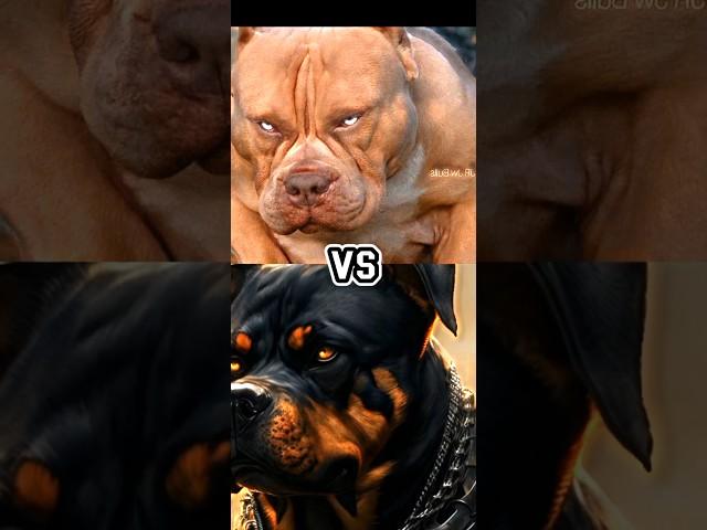 PITBULL VS ROTTWEILER, DOBERMAN, AMERICAN PITBULL,WOLFDOG,MOST DANGEROUS DOG BREED