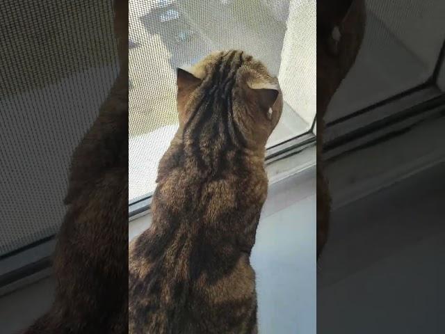 Кошка на окошке