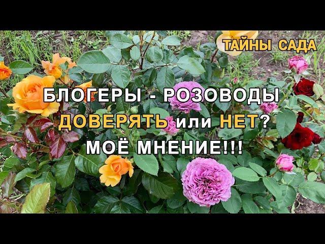 Блогеры - розоводы. Кому можно ДОВЕРЯТЬ, а кому НЕТ. Накипело)) Высказываю своё мнение!