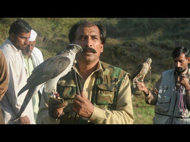 Teetar ka Shikar. Goshawking and Falconry. Falconers of Jand, Attock.