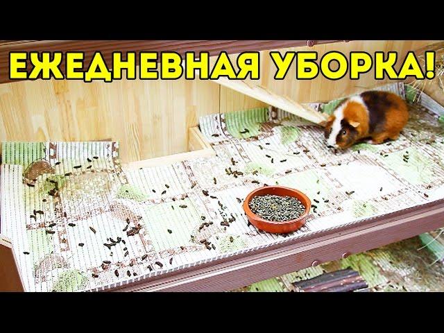 Ежедневная Уборка Стеллажа Морских Свинок / SvinkiShow