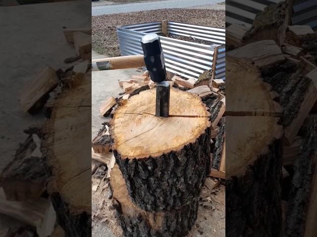 Log Splitting #shorts #firewood #wood #log #wedge #sledgehammer #homesteading #homestead #oak