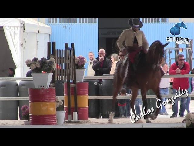José Antonio Olea Rodríguez & Turronero.  Prueba de  Manejabilidad