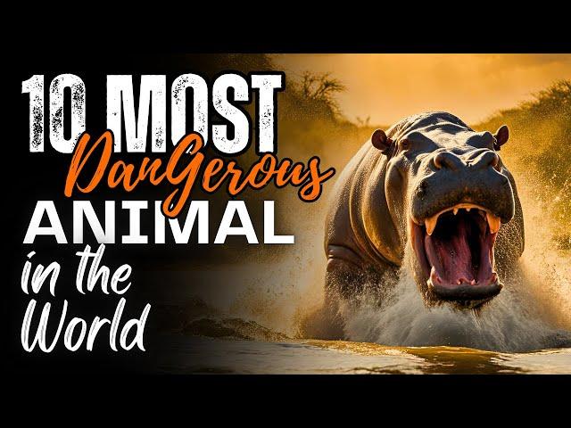 10 Most Dangerous Animals in the World | Jungle Flicks