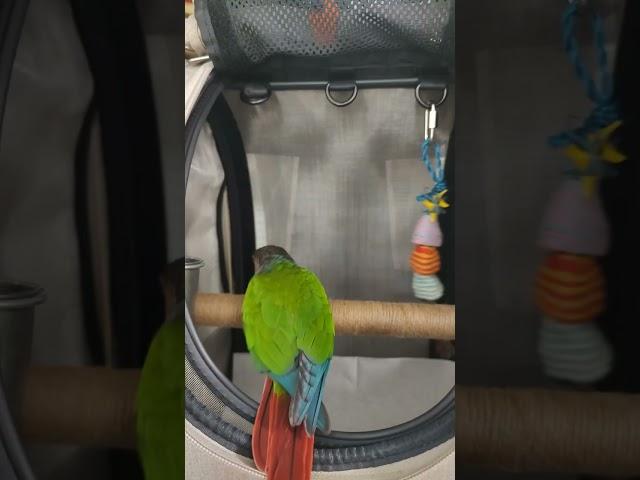 BirdTricks Backpack perfect for Duffy Dill Pickle