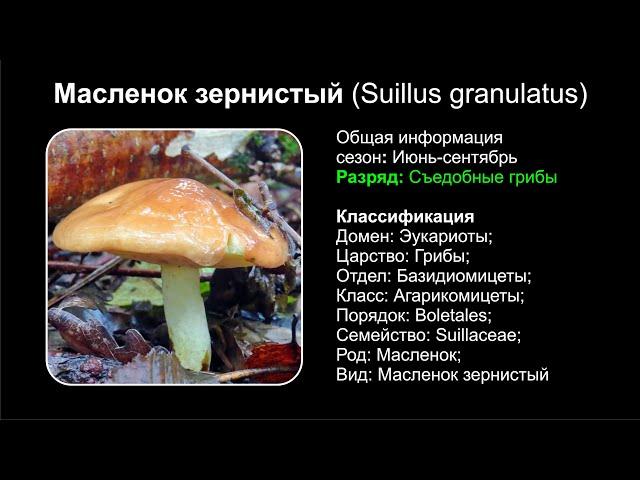 Масленок зернистый (Suillus granulatus)