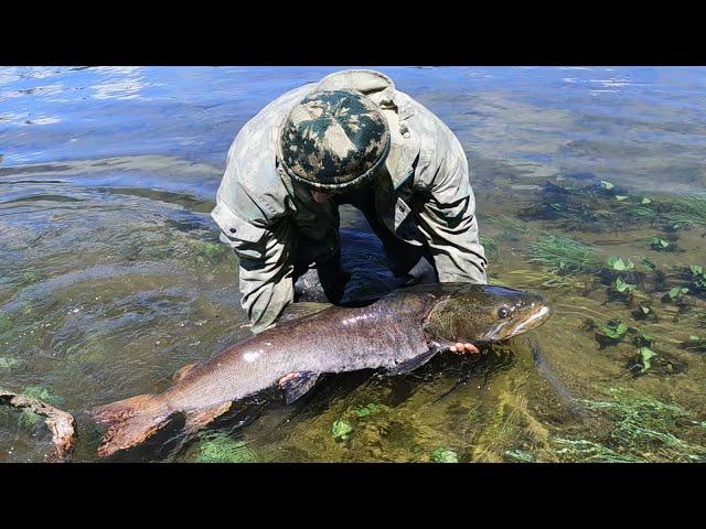 ТРОФЕЙНЫЙ ТАЙМЕНЬ |  ЛУЧШИЙ ВОДОМЁТНЫЙ ПОХОД часть-2