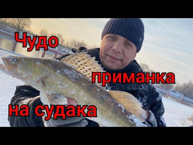 Ловля СУДАКА Зимой.Приманка которая ловит.#fishing #рыбалка #спиннинг #ловлясудака #судак #приманка