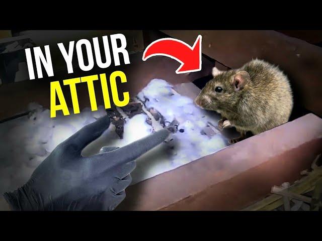 Rodents in your ATTIC!? Here's what you do...