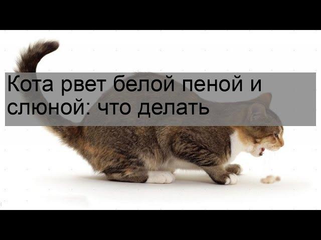 Кота рвет белой пеной и слюной: что делать