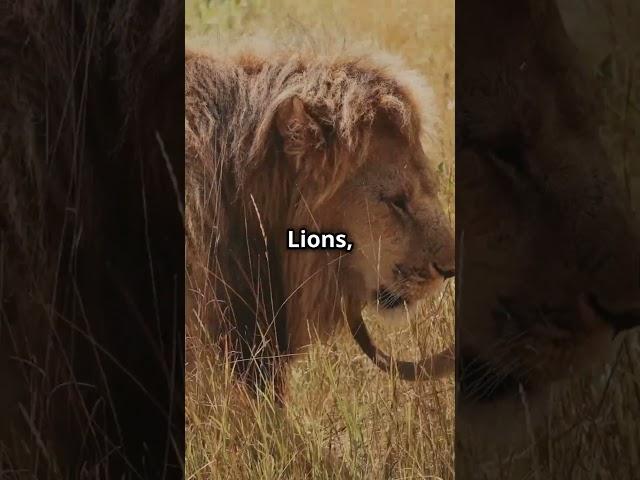 Lion vs. Tiger: Who Is Stronger? #LionVsTiger #Wildlife #AnimalComparison #Lion #Tiger