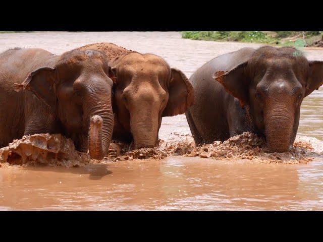 The Chorus Girls' Special Moment: A Joyful River Playdate - ElephantNews