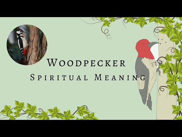 3 Reasons Why You See The WoodPecker | WoodPecker Spiritual Meaning | Woodpecker Spirit Animal