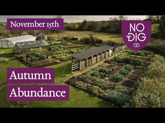 Autumn, no dig abundance from succession plantings through summer