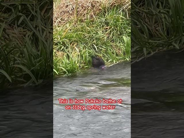 Pukeko swamp chicken of New Zealand bathing at an 11 degree spring water #putaruru #bluesprings