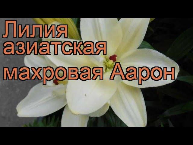 Лилия азиатская махровая (lilium asiatic aaron)  лилия обзор: как сажать луковицы лилии