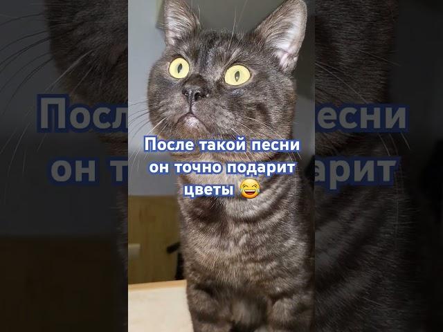 Котик Стасик к 14 февраля вырастил гиацинт! #юмор #гиацинт #котики #прикол #мем