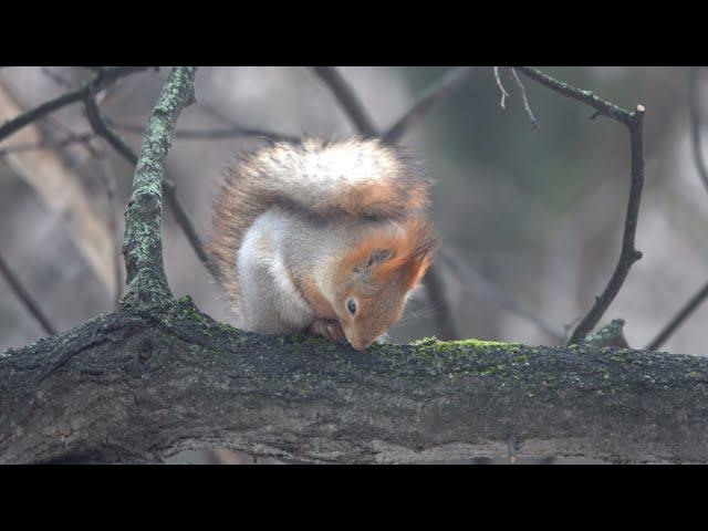 Белки, голуби, синицы. Зарисовка / Squirrels, pigeons, chickadees. The sketch