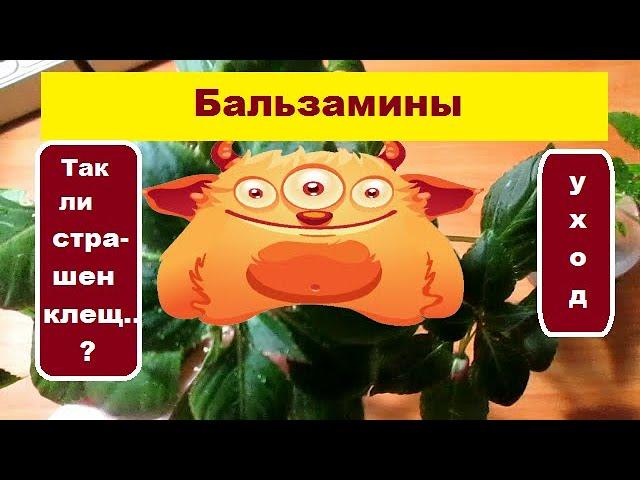 Бальзамины :  уход , полив , вредители -  так ли страшен клещ ... ?