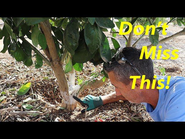 Pruning Citrus - When, Why & How | Citrus Tree Care Basics | @IVOrganic