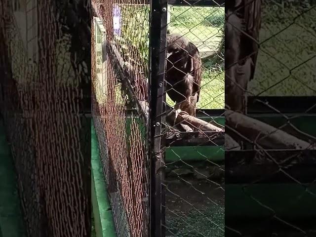 eagle vs otter #animals