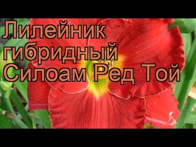 Лилейник гибридный Силоам Ред Той  обзор: как сажать, рассада лилейника Силоам Ред Той