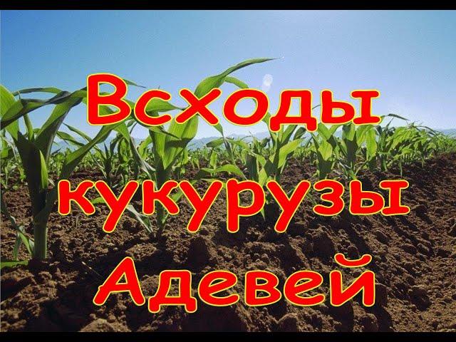 Всходы кукурузы лимагрейн"адэвей"