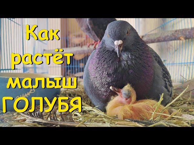 Как растёт малыш голубя. How a pigeon is growing up