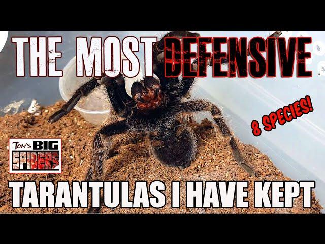 The Most Defensive Tarantulas I Have Kept